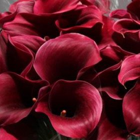 Капитан Промис 2шт