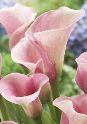 Капитан Розетт 2шт