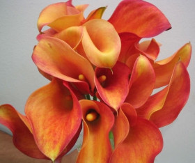 Капитан Сафари 2шт