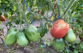 Гигантская розовая сливка /Мязина