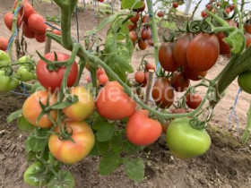 Чайная роза /Мязина