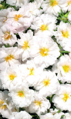 Первый снег крупноцветковый Ц(УД)