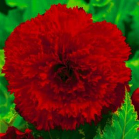 Бахромчатая Красная 3шт