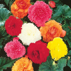 Бахромчатая смесь 3шт