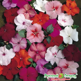 Бейби смесь Ц(Н)