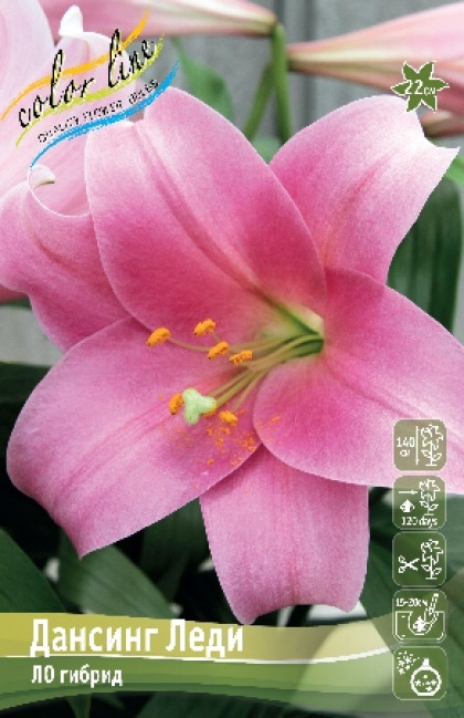 Дансинг Леди (ЛО) 5 шт