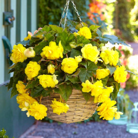 Каскад Пендула Желтая 3шт