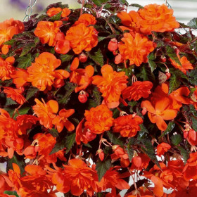 Каскад Пендула Оранжевая 3шт