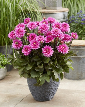 Мелоди Фанфаре 1шт