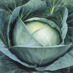 Агрессор 15шт/ Элитные Семена