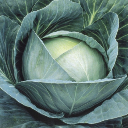 Агрессор 15шт/ Элитные Семена