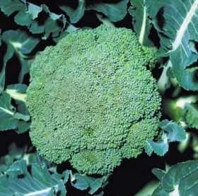 брокколи Партенон 15шт/ Элитные Семена