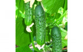 Аполлон Киров