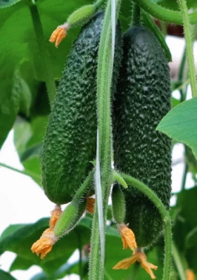 Армада Киров