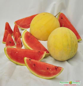 Подарок Солнца Ц(Н)