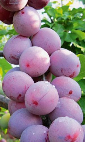 Забавница гибридная краснолист УД