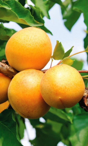 Кичигинский УД