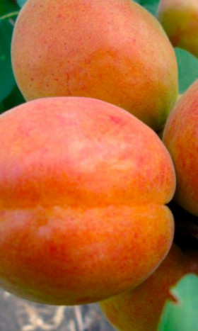 Краснощекий Неделина 1шт/сетка  Поиск