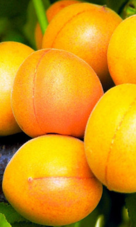 Медовый 1шт/сетка Поиск