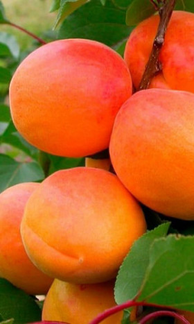 Оренбургский УД