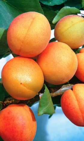 Погремок до 60гр УД