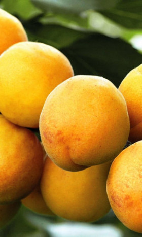 Сибиряк Байкалова УД