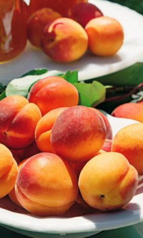 Триумф Северный 1шт/сетка Поиск