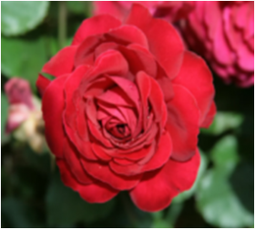 Гладиатор (ЗКС) ЖИЛЯК