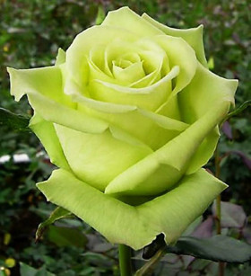 Зеленый чай  (ЗКС) ЖИЛЯК