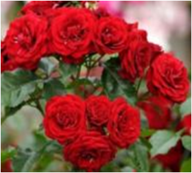 Лаваглут (ЗКС) ЖИЛЯК