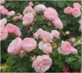 Мария Терезия (ЗКС) ЖИЛЯК