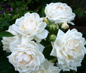 Ильзе Крон Супериор (ЗКС) ЖИЛЯК