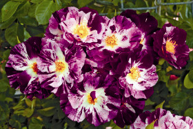 Перпл Сплэш (ЗКС) ЖИЛЯК