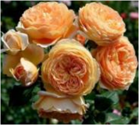 Принцесса Маргарет (ЗКС) ЖИЛЯК