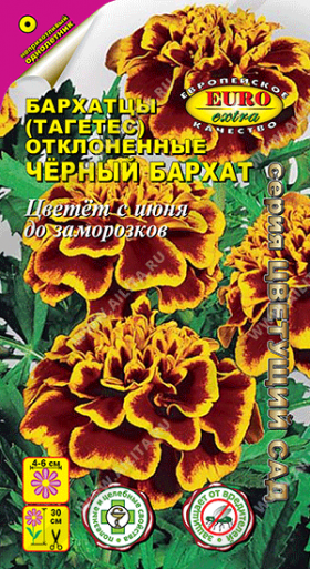 Черный Бархат Ц(А) (6120                     )