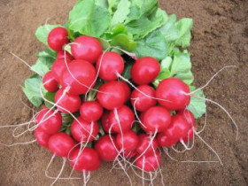 Редис Ребел Каприс 20*3 гр.