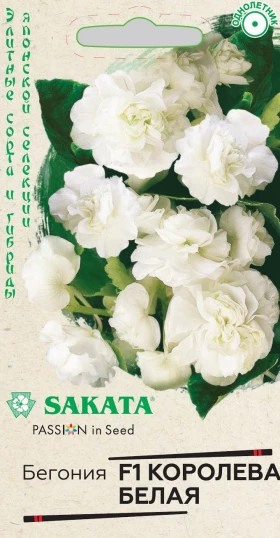 Королева белая Ц(Г)