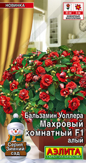 Махровый алый комнатный Ц(А)