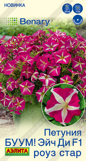 Буум Эйч ди Роуз Стар многоцветковая Ц(А)