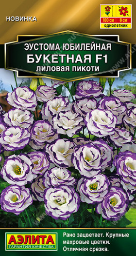Юбилейная букетная махровая лиловая пикоти Ц(А)