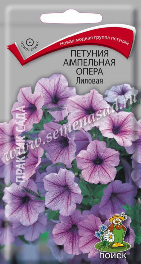 Опера лиловая ампел Ц(Поиск)