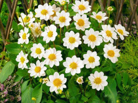 Топ Микс Белый 1шт