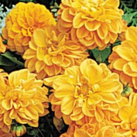 Георгина Фигаро (100шт) Оранж Шейдес