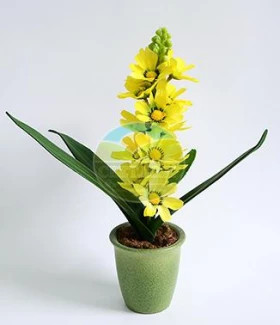 Гиацинт в кашпо желтый\24шт
