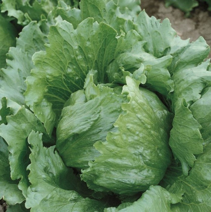 Салат кочанный Челлендж Каприс