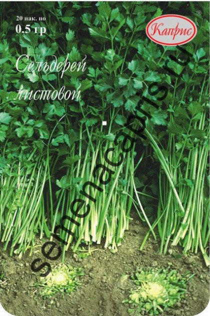 Сельдерей Нежный Каприс