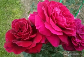 Бельвью (ЗКС) ЖИЛЯК