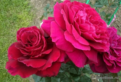 Бельвью (ЗКС) ЖИЛЯК