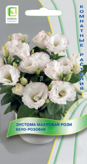 Рози бело розовая махровая Ц(Поиск)