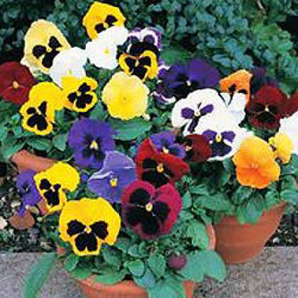 Виола Селло (100шт) Микс крупноцветковая